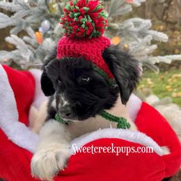 Newfoundland, Newfypoo, and Sheepadoodle Puppies from Sweet Creek Pups