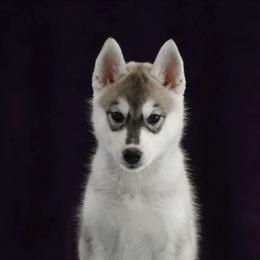 Dazzle - Gray and white female Siberian Husky puppy in North Miami, Florida from Kardrovi Siberians