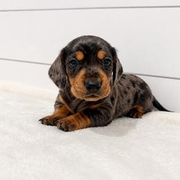 Moose - Dapple male Dachshund puppy in Callahan, Florida from Little Foot Kennels