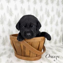 Male - Black male Labrador Retriever puppy in Sherrard, Illinois from Gochee Labs