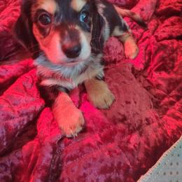 Dachshund Puppies from Witchy Woman’s Wiener’s
