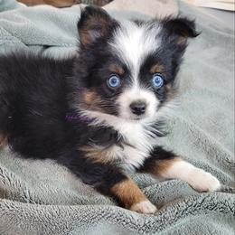 Raine - Black tri female Miniature Australian Shepherd puppy in Deer Park, Washington from Rodeo Aussies