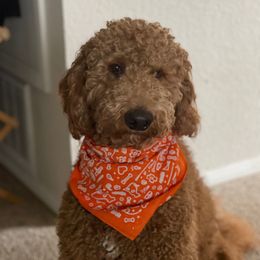 Kosmo - Goldendoodle