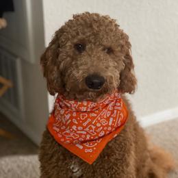 Kosmo - Goldendoodle