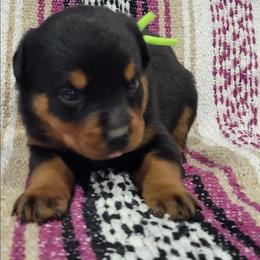 Girl 5 - Black and mahogany female Rottweiler puppy in Blanchard, Oklahoma from Mystique Kennel
