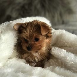 Bullmastiff and Yorkshire Terrier Puppies from Living in the Dog Houze