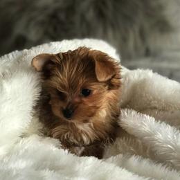 Bullmastiff and Yorkshire Terrier Puppies from Living in the Dog Houze