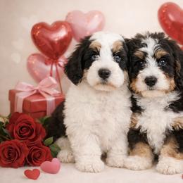 Bernedoodle puppies from Cahaba Farms Doodle, Co.