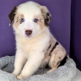 Raven3Girl3- RMF,LONGtail,AKC,OFAs,Genetics - Red merle female Australian Shepherd puppy in South Hill, Virginia from Silverside Aussies LLC
