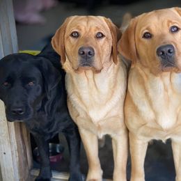 Labrador Retrievers from River Daze Retrievers