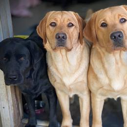 Labrador Retrievers from River Daze Retrievers