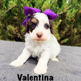 Valentina - Chocolate female Australian Labradoodle puppy in Mason, Michigan from Monarch Labradoodles