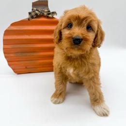 Snickers - Red  male Goldendoodle puppy in Sunman, Indiana from Brunsman Country Doodles LLC