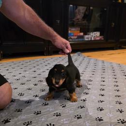 Puppy Yazmin PRA Clear 3200 - Black and tan female Dachshund puppy in Dade City, Florida from Kingpindoxies