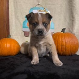 Red boy - Red speckled male Australian Cattle Dog puppy in Cottage Grove, Oregon from Heirloom Ranch