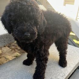Green collar girl - Black female Poodle puppy in Valdosta, Georgia from Posh Poodles