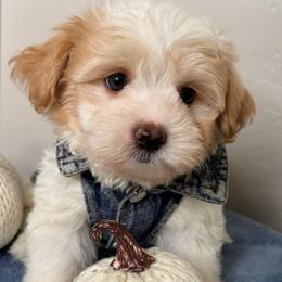Boy 2 - White male Maltipoo puppy in Bakersfield, California from Silvia's Maltipoos
