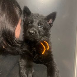 Justice  (orange collar) - Black male German Shepherd puppy in Jerusalem, Arkansas from Sudenblick German Shepherds