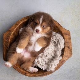 Richard - Red tri-color male Australian Shepherd puppy in Bertram, Texas from Ashley’s Australian Shepherds