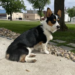 Sam - Pembroke Welsh Corgi