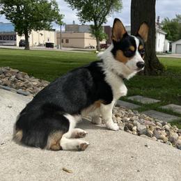Sam - Pembroke Welsh Corgi