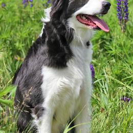 Border Collie Puppies from Lil Maine Border Collies