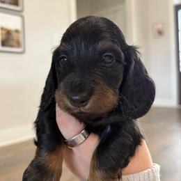 Russian-Italian male - Black and tan male Dachshund puppy in Bowling Green, Kentucky from Dachshunds of the Valley