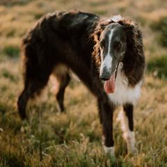 Borzois from Summerlane Borzoi