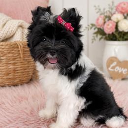 Mochi - Yorkshire Terrier