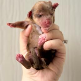 Female 3 (AKC) - Dapple female Dachshund puppy in Somerville, Texas from Shutt Pup's