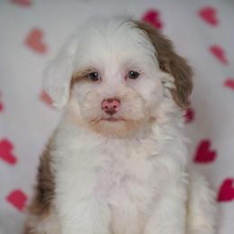 Sundae (socialization program student) - Chocolate merle female Bernedoodle puppy in Dundee, Ohio from Down Home Doodle