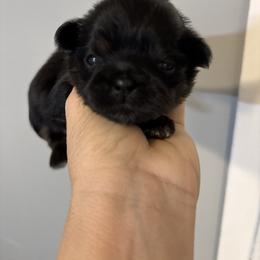 Purple collar - Black and tan female Shih Tzu puppy in Kosciusko, Mississippi from The Dog House LLC
