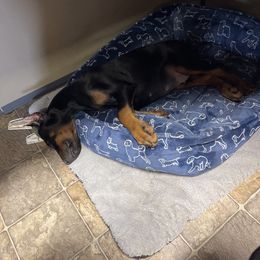 Doberman Pinscher and Poodle Puppies from TopSpots Farm