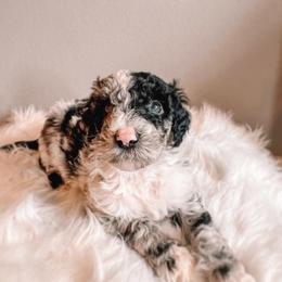 Cranberry - Merle female Sheepadoodle puppy in Republic, Missouri from DOOD & Co