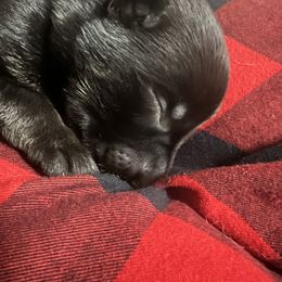 Boy 3 - German Shepherd puppy in Littleton, Colorado from Brisingamen Shepherds