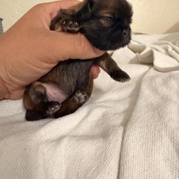 Bella G - Brindle and white female Shih Tzu puppy in Apple Valley, California from Garcia_shihtzu