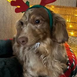 RIP - Dachshund