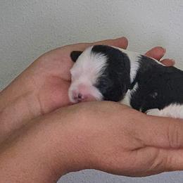 Girl 2 - Black and white female Shihpoo puppy in Eldon, Missouri from B&B Designer Shihpoo’s