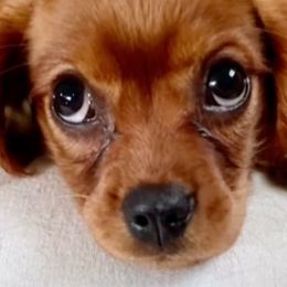 Cavalier King Charles Spaniels from Caring Cavaliers