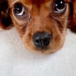 Cavalier King Charles Spaniels from Caring Cavaliers
