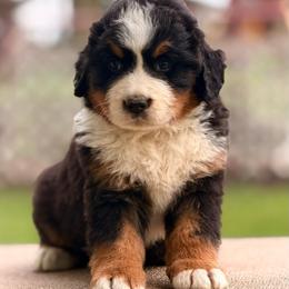 Bellamy - Tri-color male Bernese Mountain Dog puppy in New Haven, Indiana from Maumee Berners