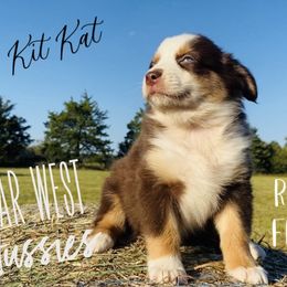 Australian Shepherd Puppies from Far West Aussies