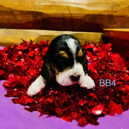 BB4 - Black brown and white male Basset Hound puppy in Britton, South Dakota from K&S Canines
