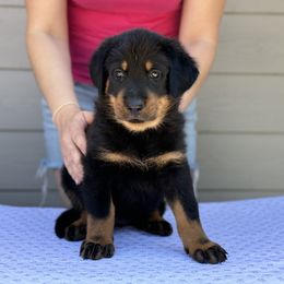 Girl 3 - Black and rust Beauceron puppy in Whittier, California from Trésor de Beauté Beaucerons