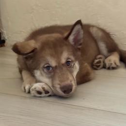 Boy 3 - male Native American Indian Dog puppy in Granby, Colorado from Turtle Island NAIDs