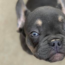 Belgian Malinois and French Bulldogs from Walrath K9s