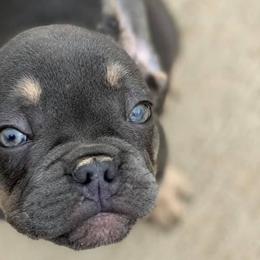 Belgian Malinois and French Bulldogs from Walrath K9s