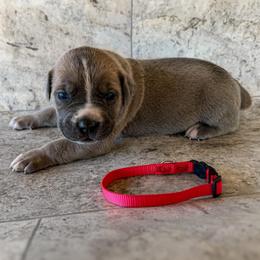 Red Collar - Gray and fawn male Cane Corso puppy in Catawba, North Carolina from Catawba Cane Corso