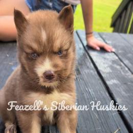 Theo - Red and white male Siberian Husky puppy in Richland, Mississippi from Feazell’s Siberian Huskies