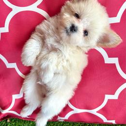 Rio - Wheaten male Miniature Schnauzer puppy in Canyon Lake, Texas from Chambers Schnauzers